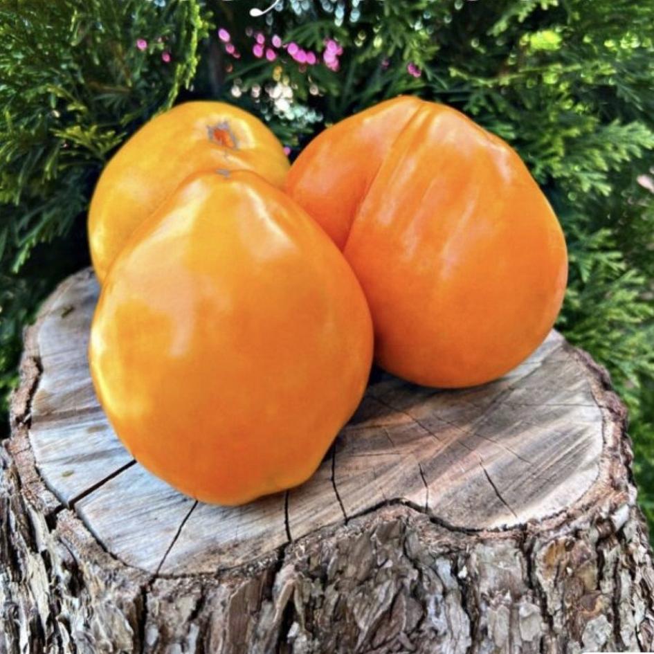 Томат Козула 100 2