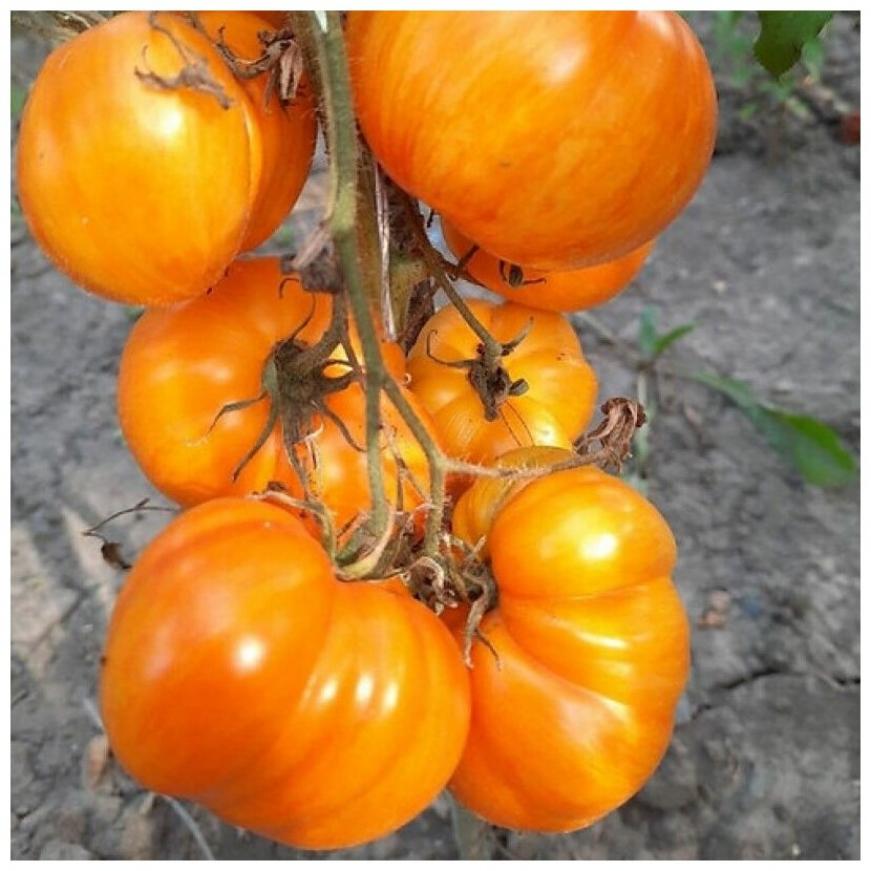 Томат Козула 100 3