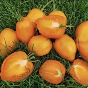 Томат Козула 100