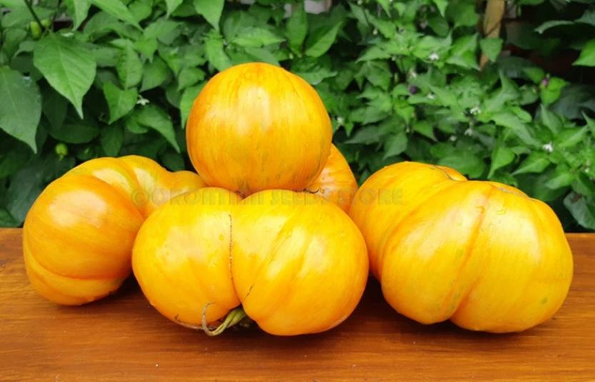 Томат Козула 100 5