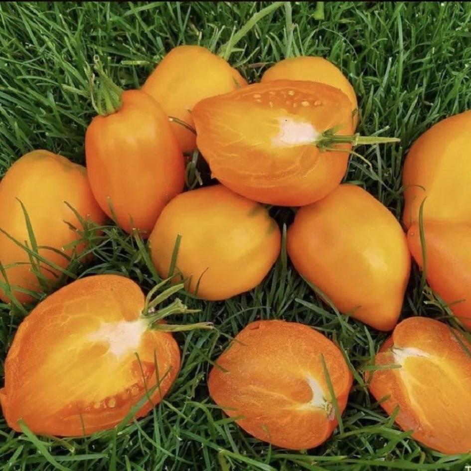 Томат Козула 100