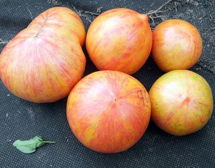 Томат Козула 137 2