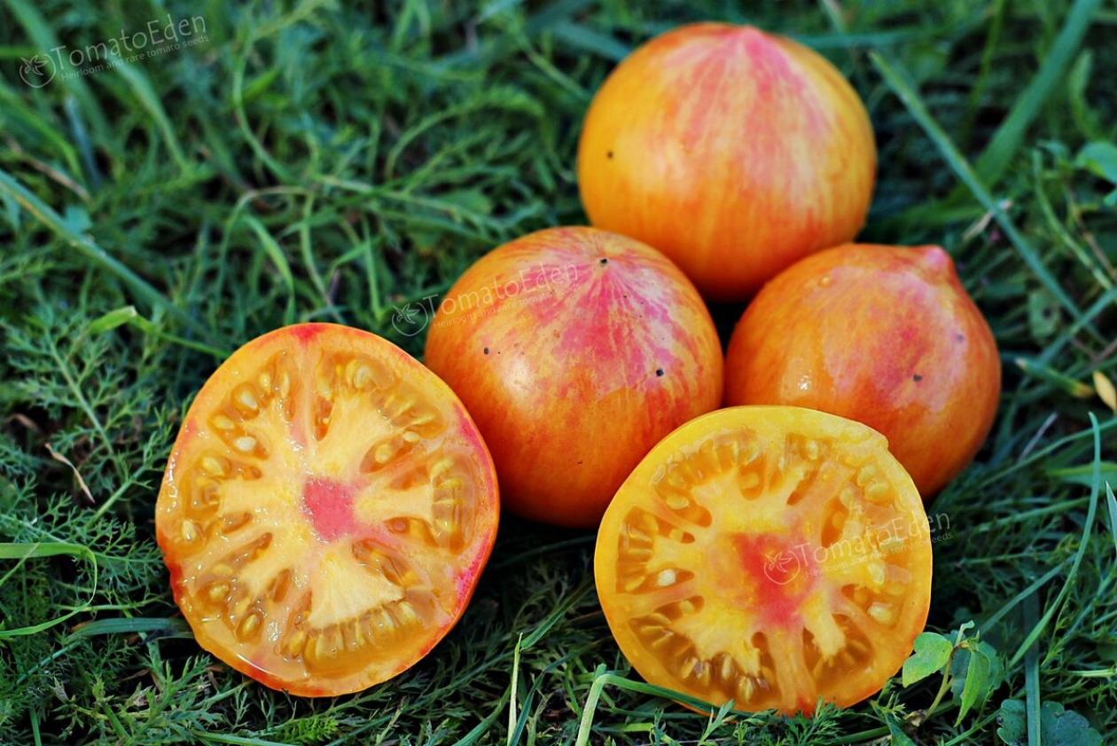 Томат Козула 137 4