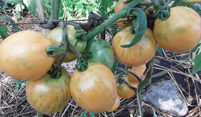 Томат Козула 137 6