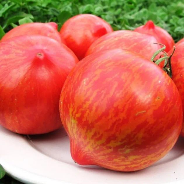 Томат Козула 137