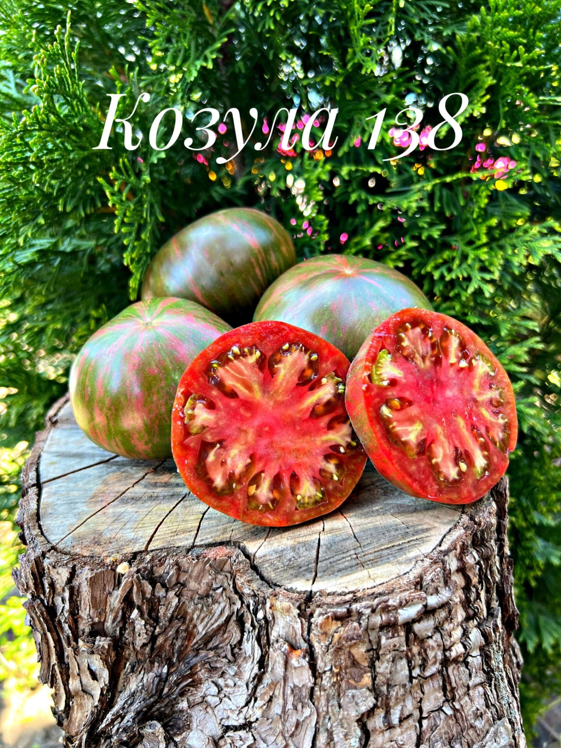 Томат Козула 138 5