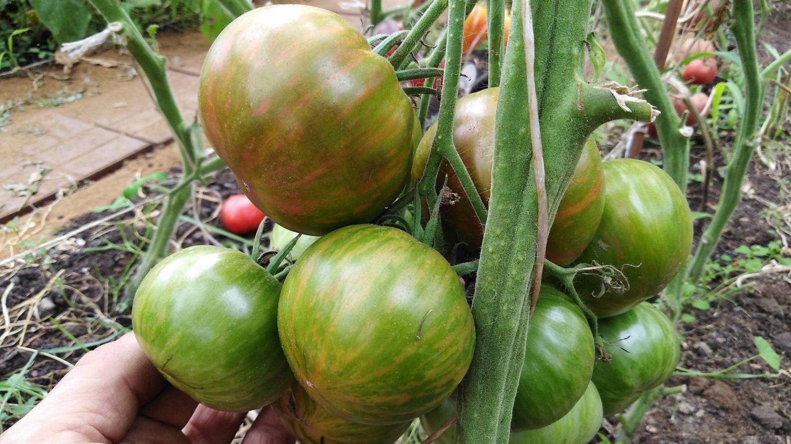 Томат Козула 138