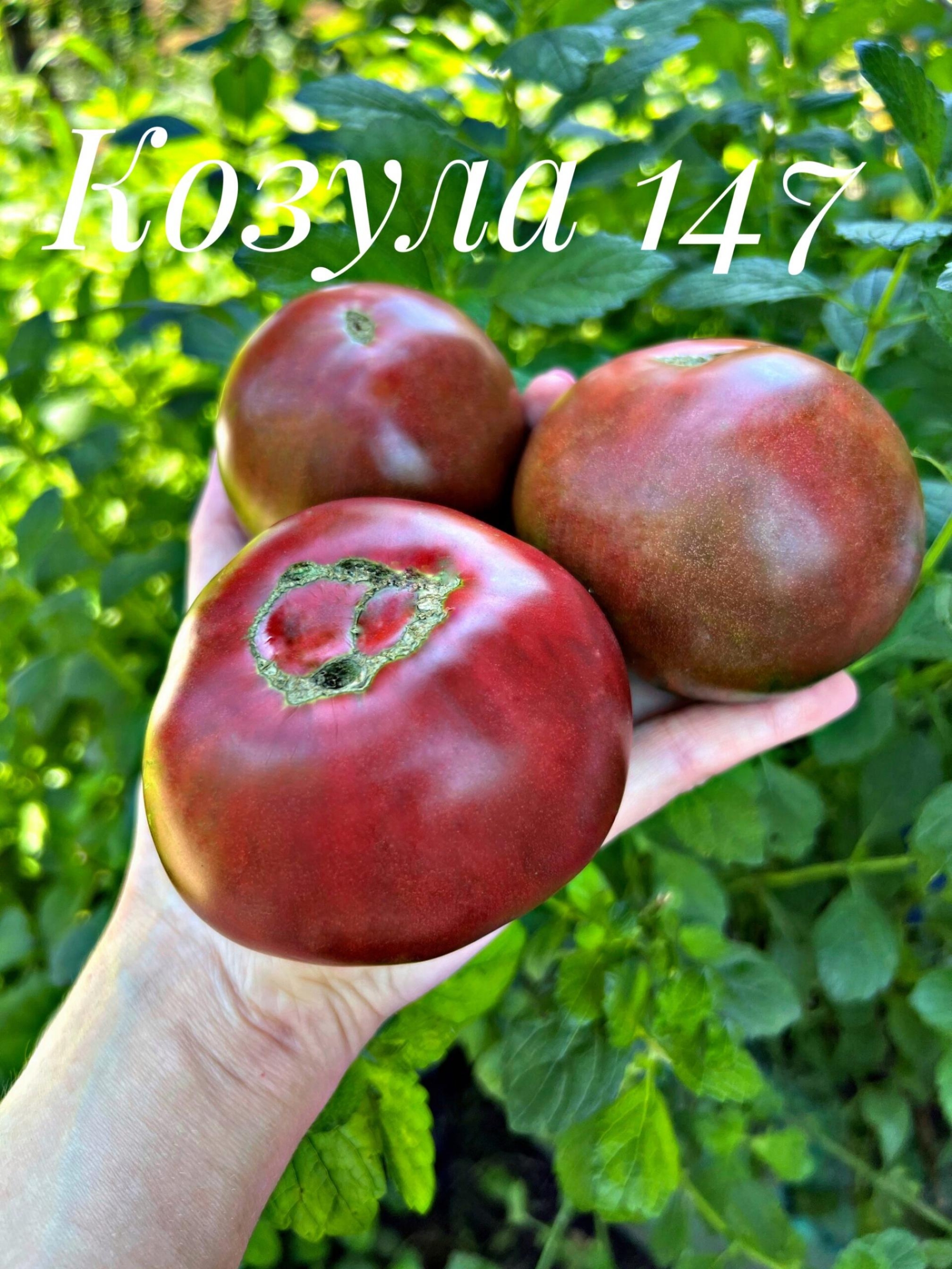 Томат Козула 147 2