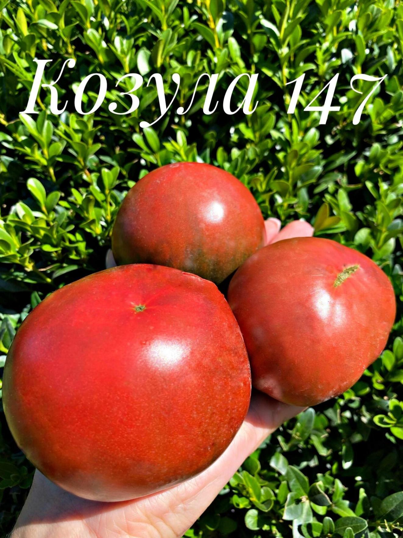 Томат Козула 147