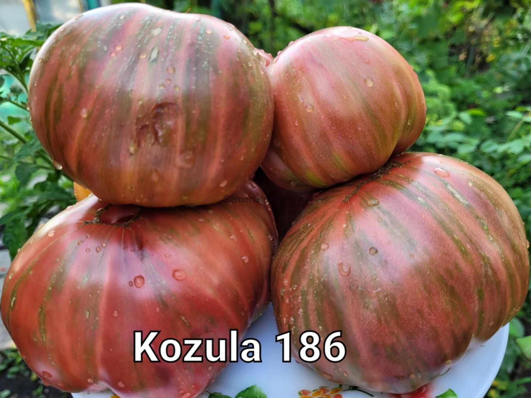 Томат Козула 186 2