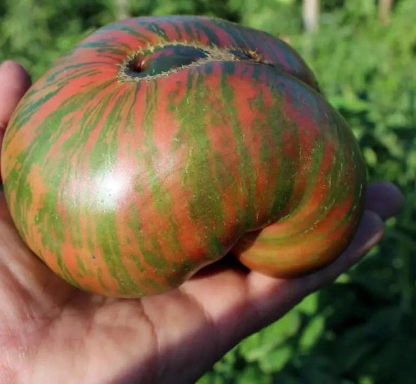 Томат Козула 186 4