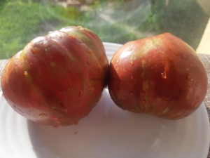 Томат Козула 186