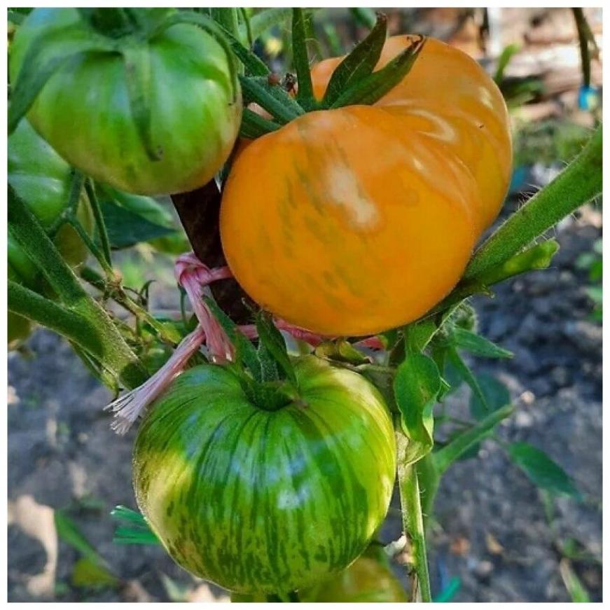 Томат Козула 60 3