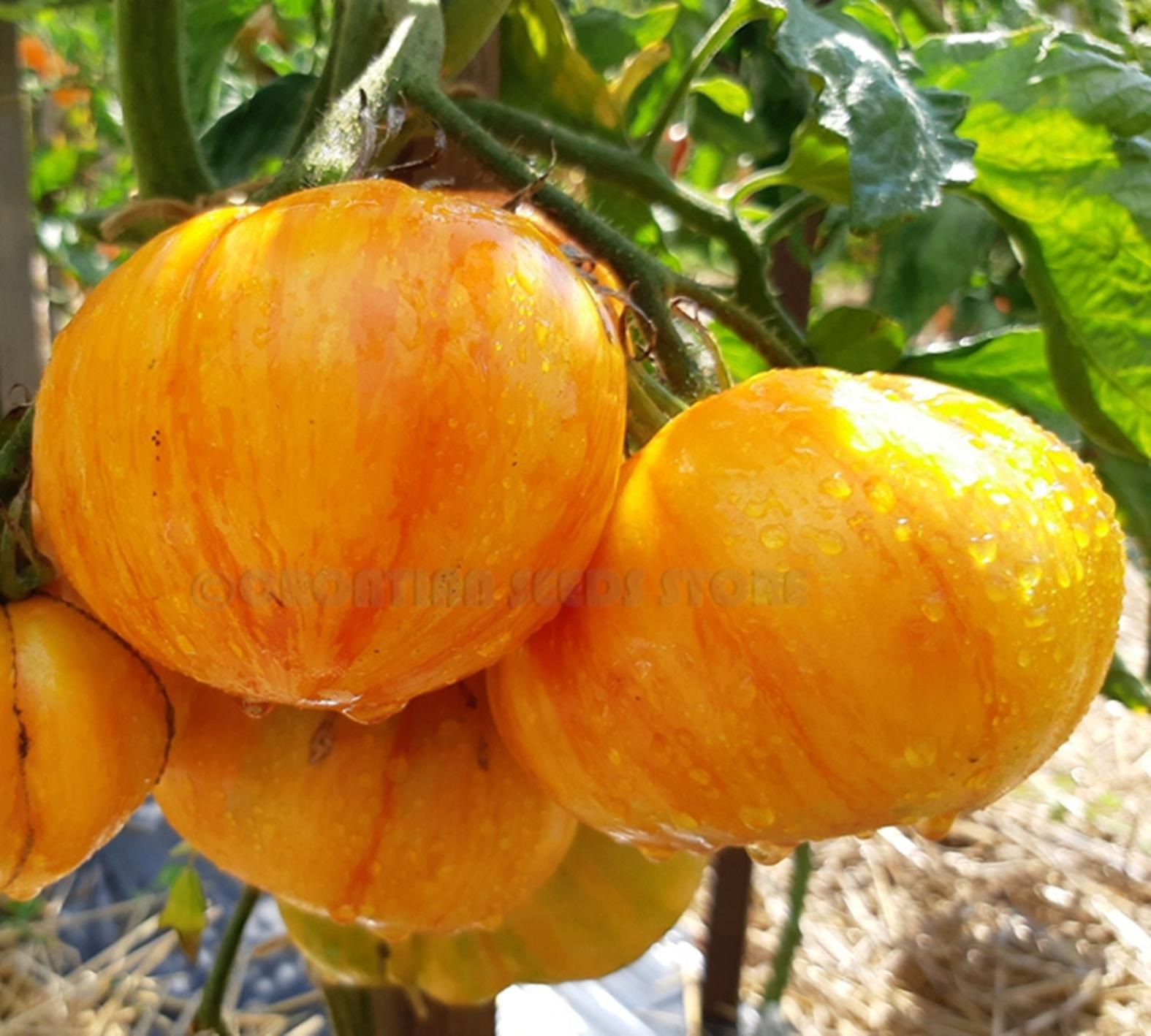 Томат Козула 60 5