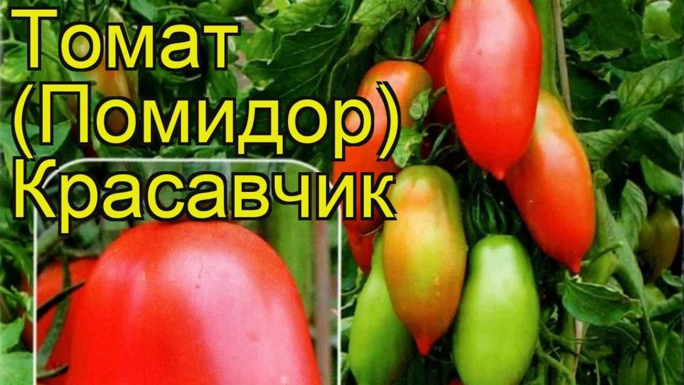 Томат Красавчик 2