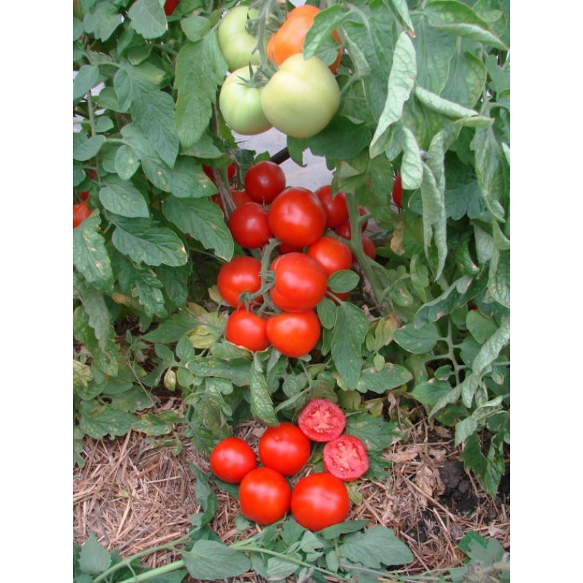 Томат Красная заря 2