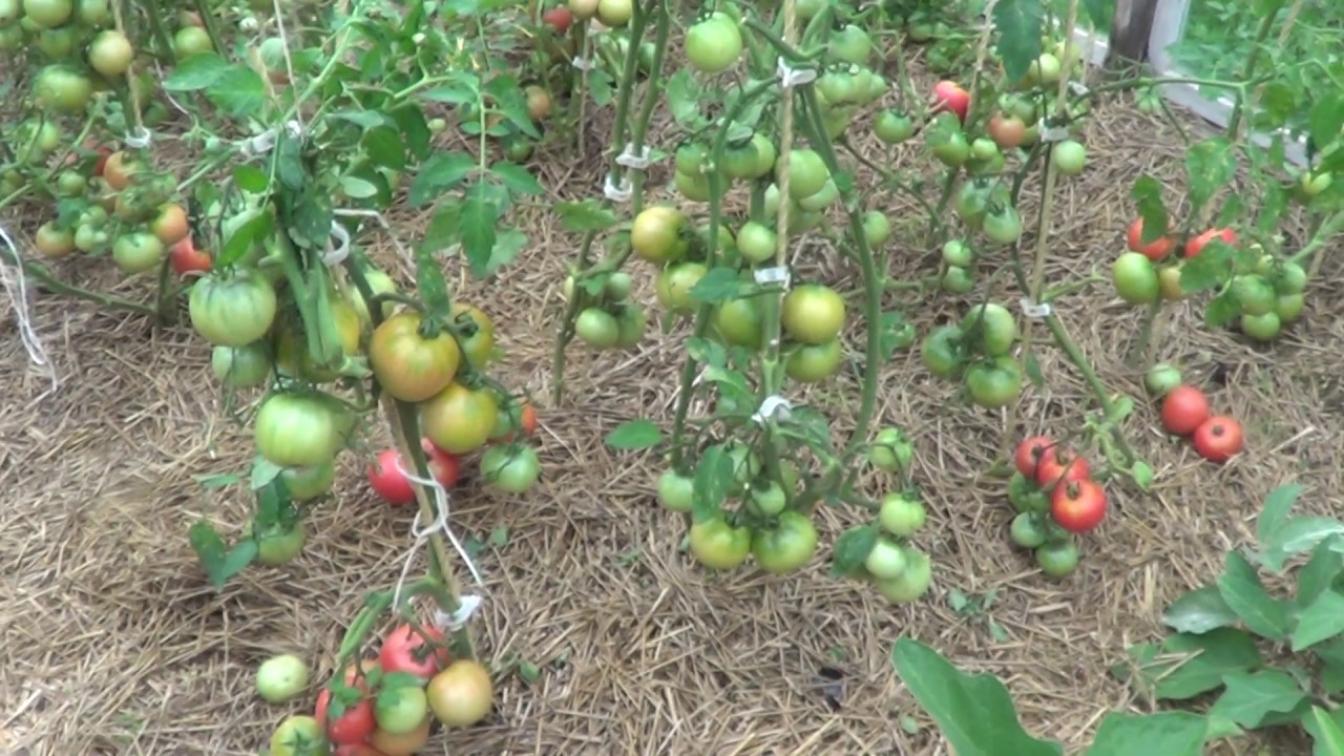 Томат Красная заря 3