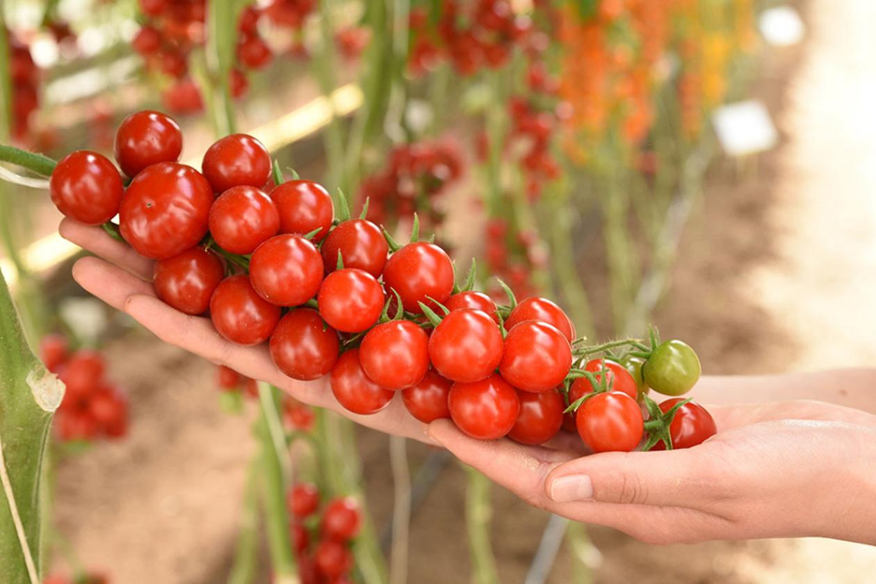 Томат Красные бусы 2