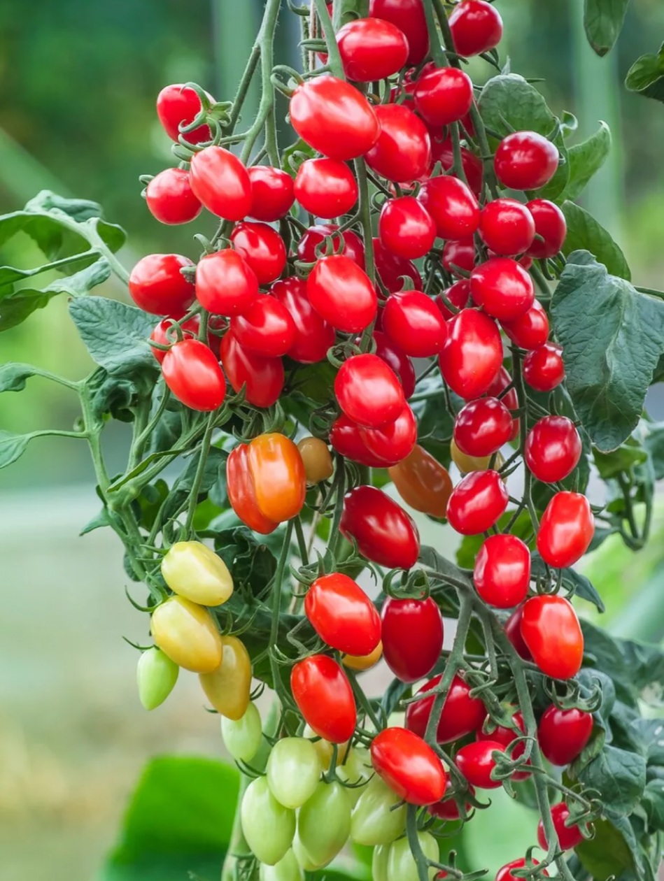 Томат Красные бусы