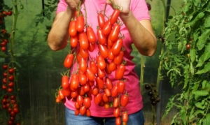 Томат Красный клык