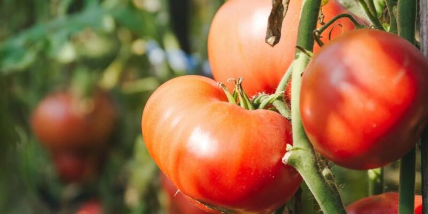 Томат Красный урожай 4