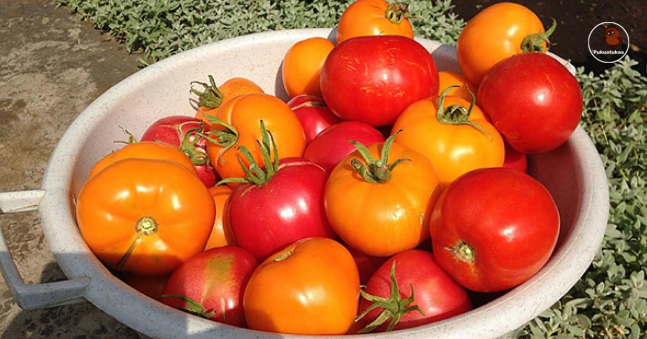 Томат Красный урожай 6