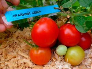 Томат Крайний Север