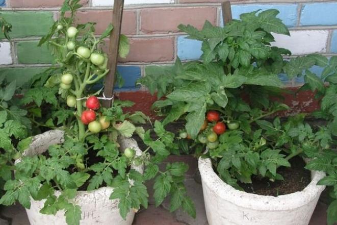 Томат Крайова