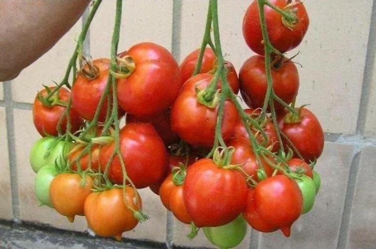 Томат Крон принц