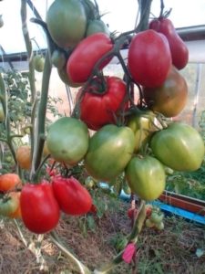 Томат Кровавая Мэри