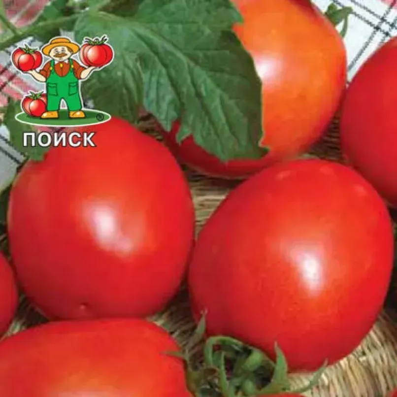 Томат Кубань 3
