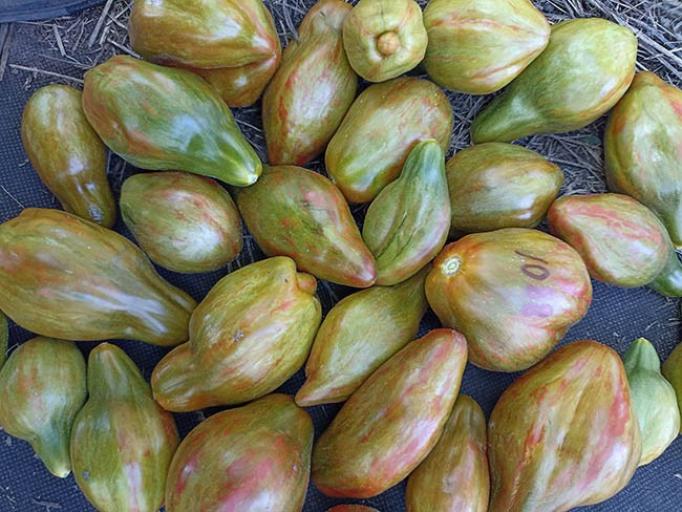 Томат Кубинский салями 2