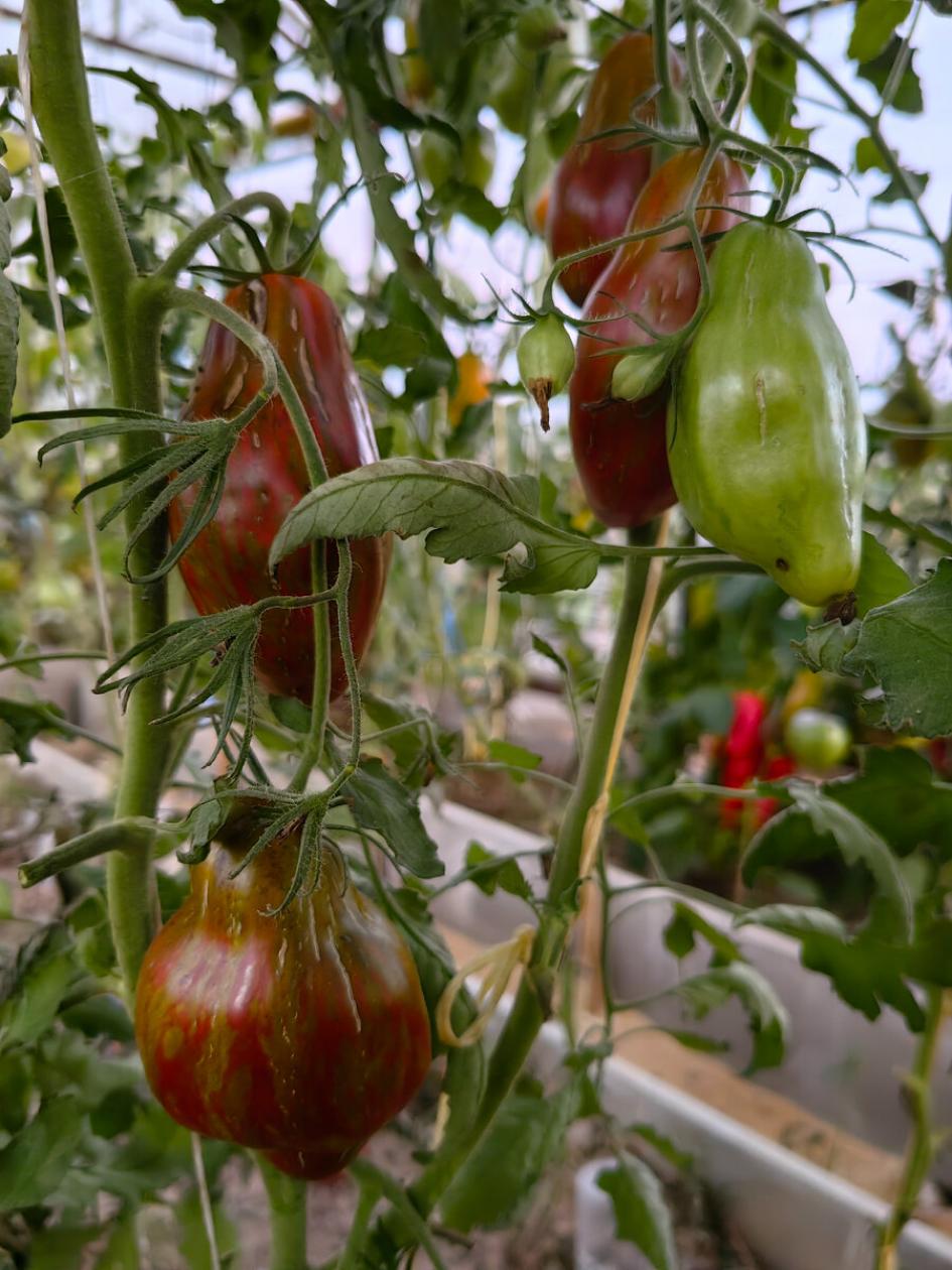 Томат Кубинский салями 3