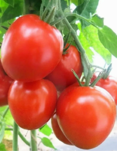 Томат Кубышка гигантская