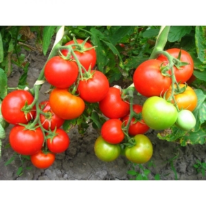 Томат Куманек