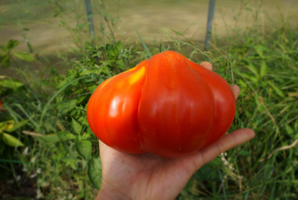 Томат Кунео гигантская груша 2