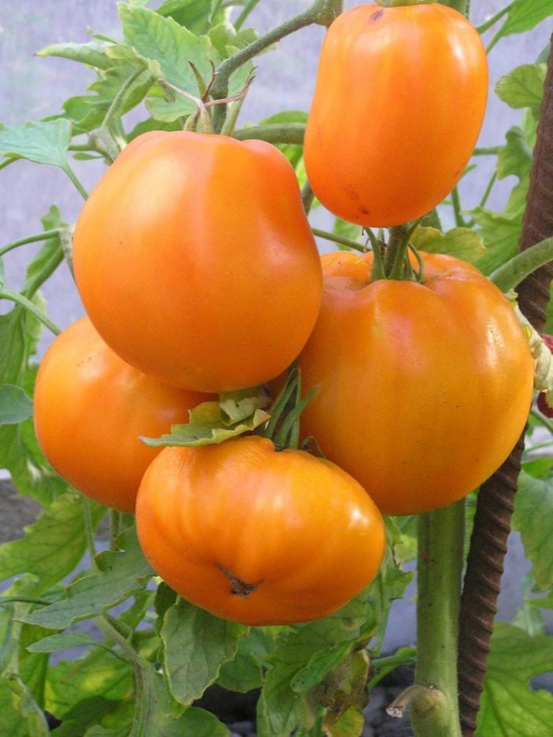 Томат Курага 2