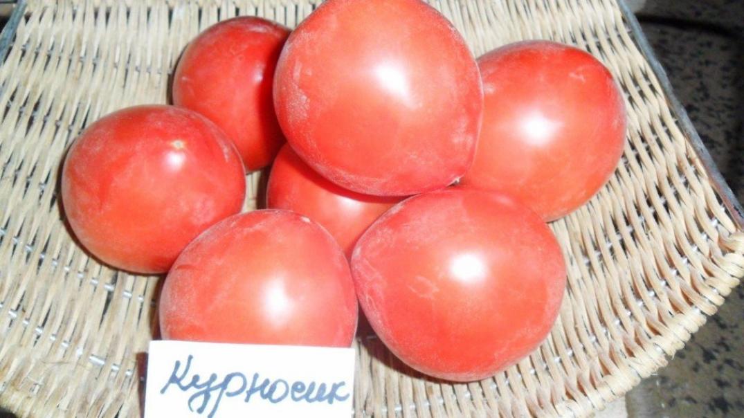 Томат Курносик 2