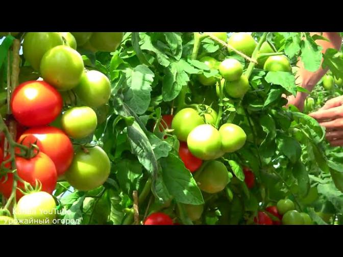 Томат Куртизанка 3