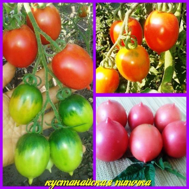 Томат Кустанайская пипочка 3