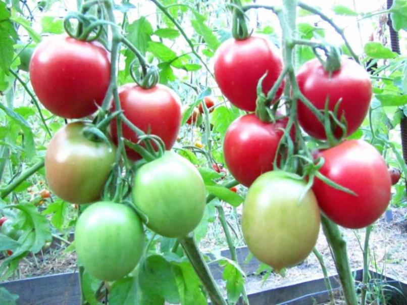 Томат Кустанайская пипочка 4