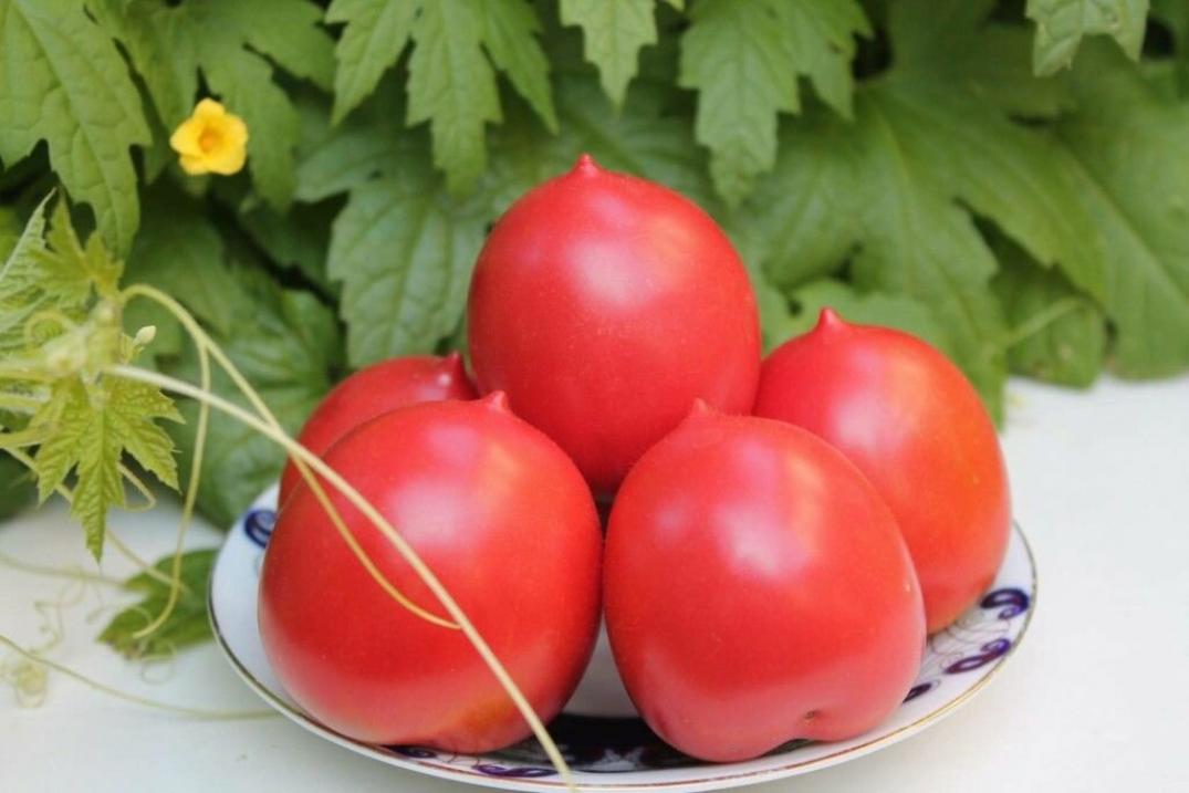 Томат Кустанайская пипочка