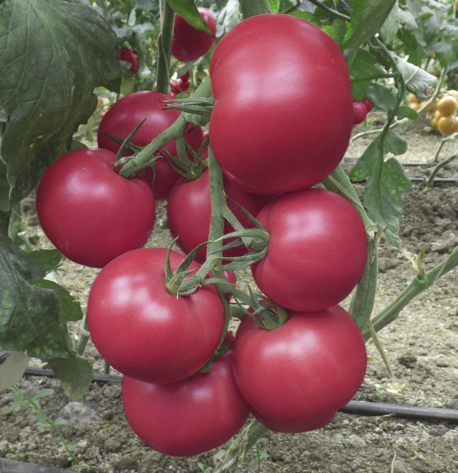 Томат Квик Пик 2