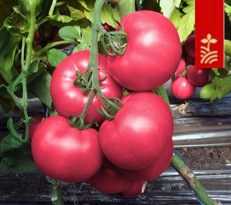 Томат Квик Пик 3