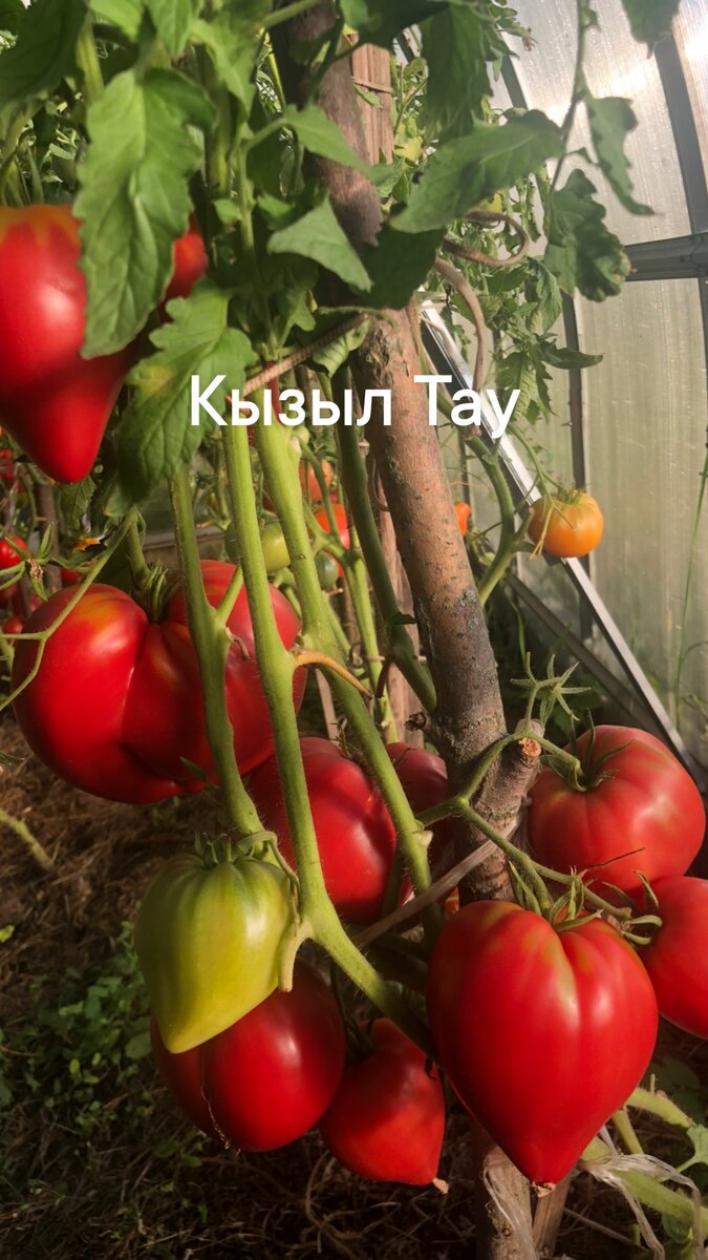 Томат Кызыл Тау 3