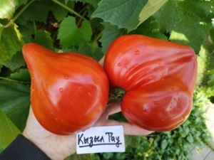 Томат Кызыл Тау