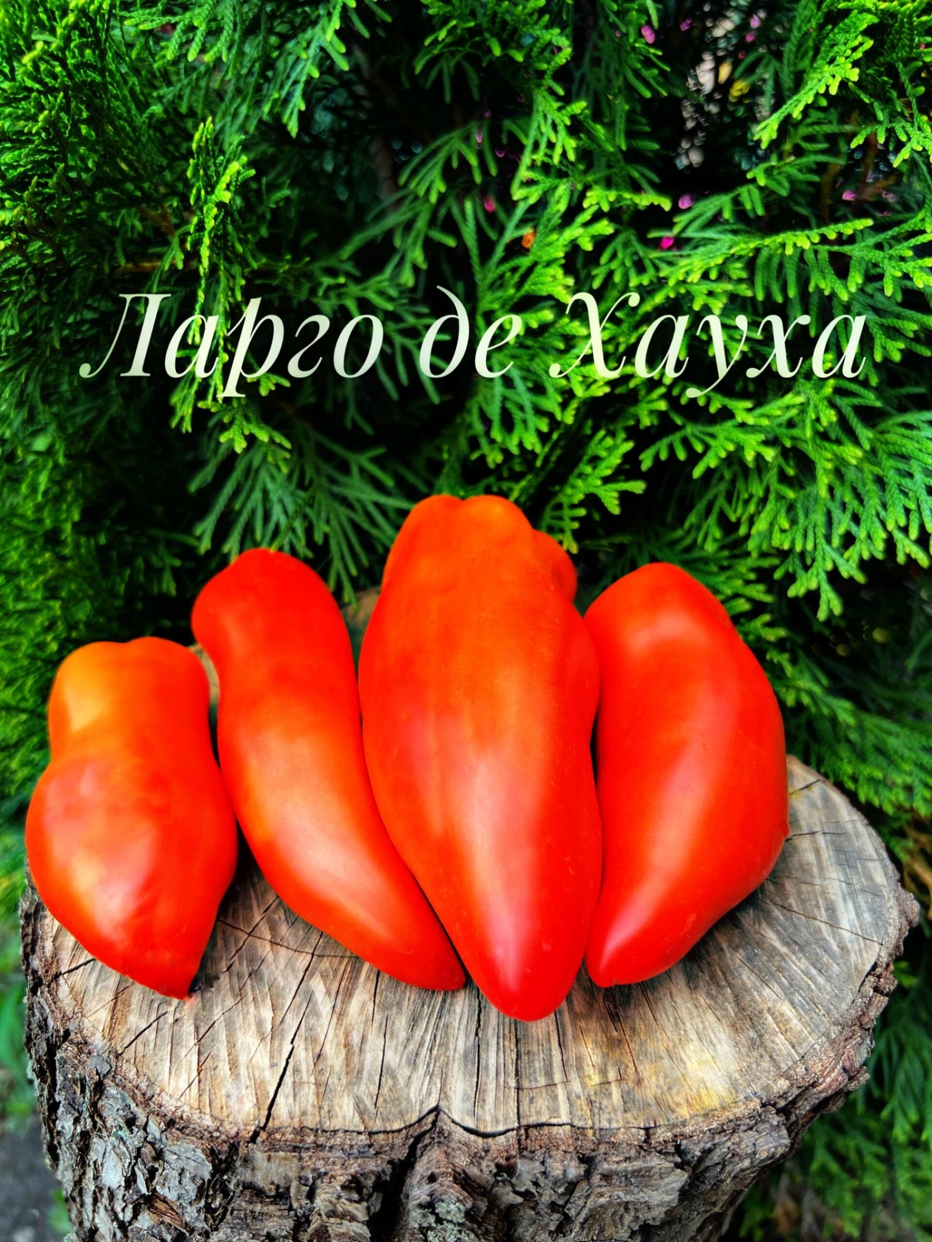 Томат Ларго-де-Хауха 4