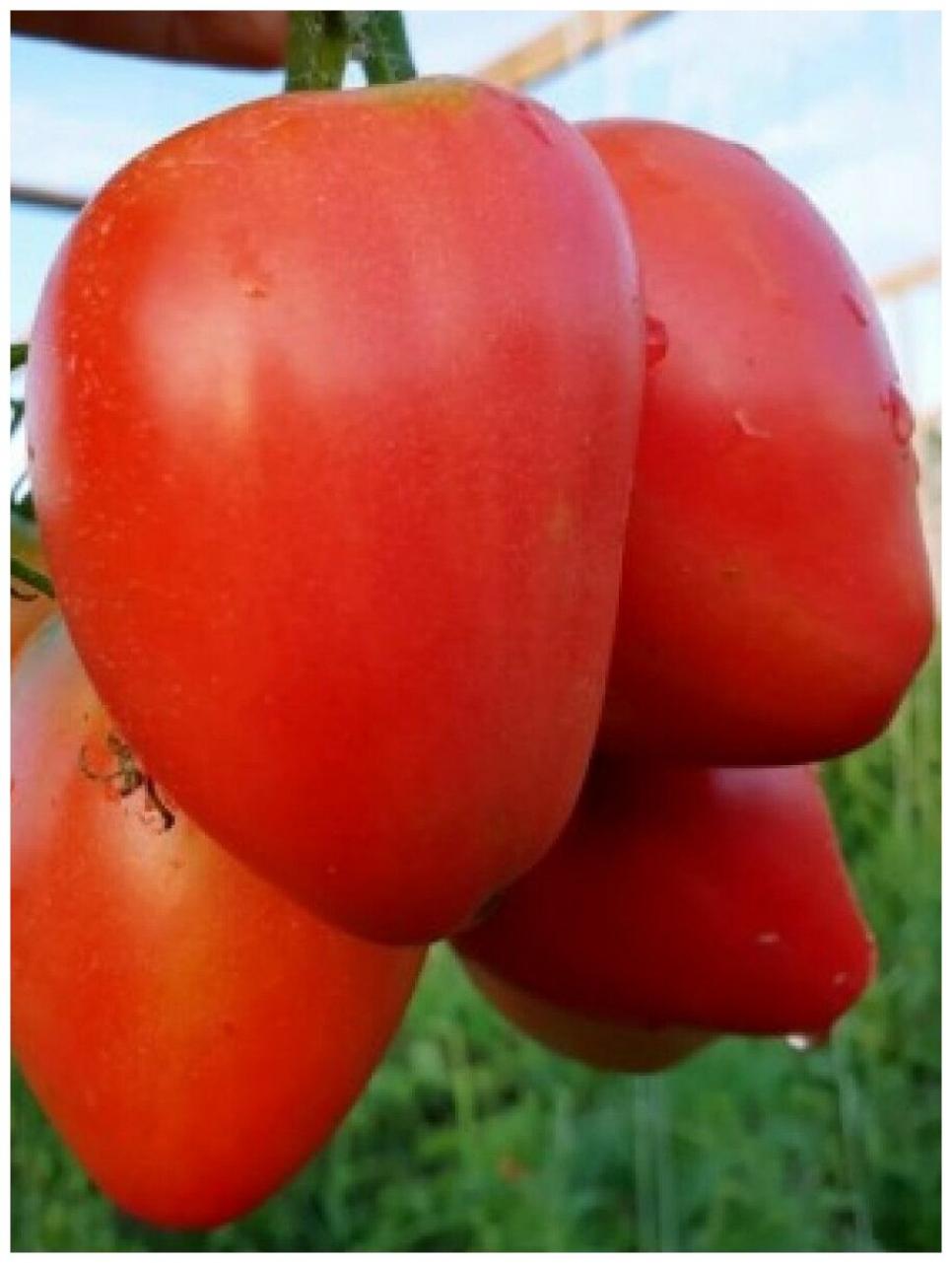 Томат Ларискино сердце 2