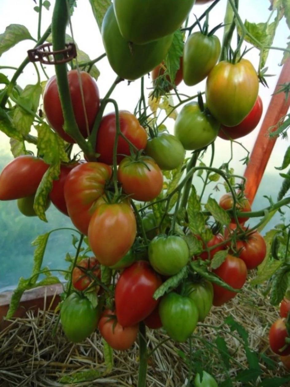 Томат Ларискино сердце