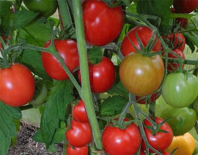 Томат Ларису Ивановну хочу